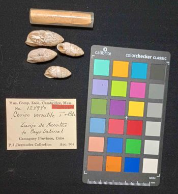Media type: image; Malacology 128980 Description: An image of specimen MCZ:Mala:128980 and its labels.;